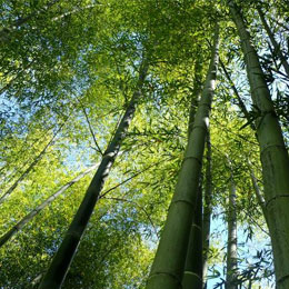 Phyllostachys pubescens (edulis)